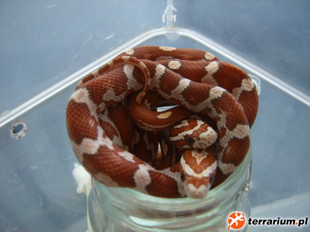 hypo