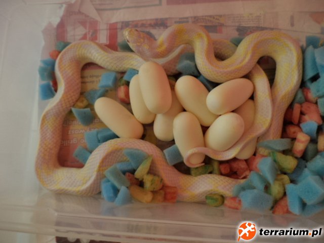 california albino aberrant