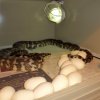 morelia spilota harrisoni1