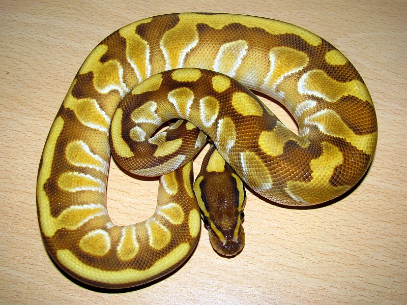 El1