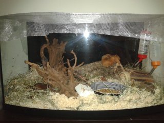 lokum myszy pigmejskich lokum myszy pigmejskich