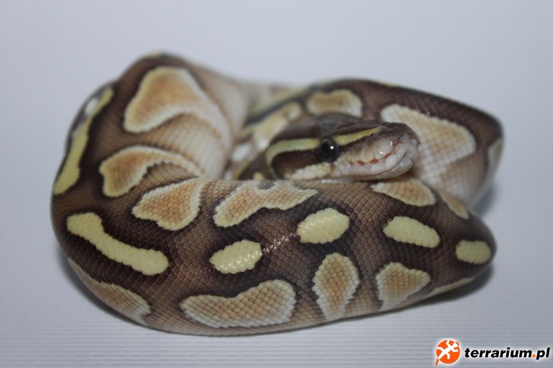 Butter 50%Ph Ghost