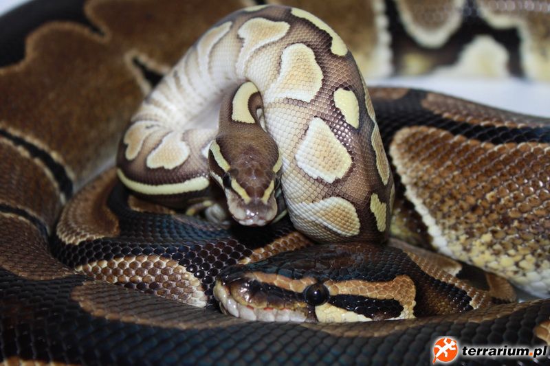 Butter,het Albino