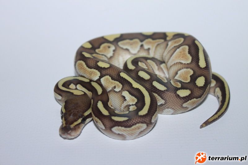Butter 50%Ph Ghost