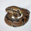 Het Albino