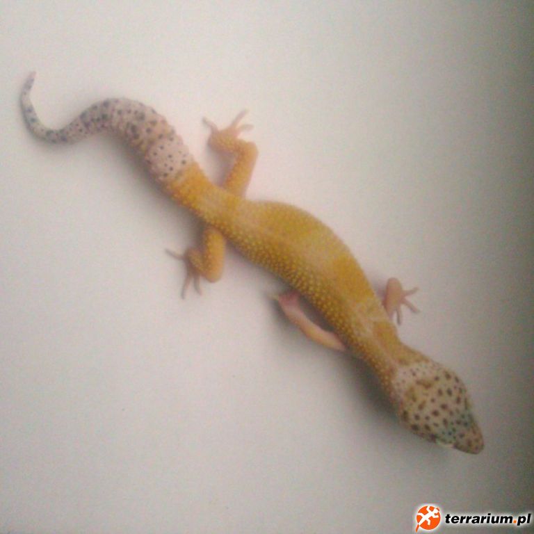 SH ht. Diablo Blanco