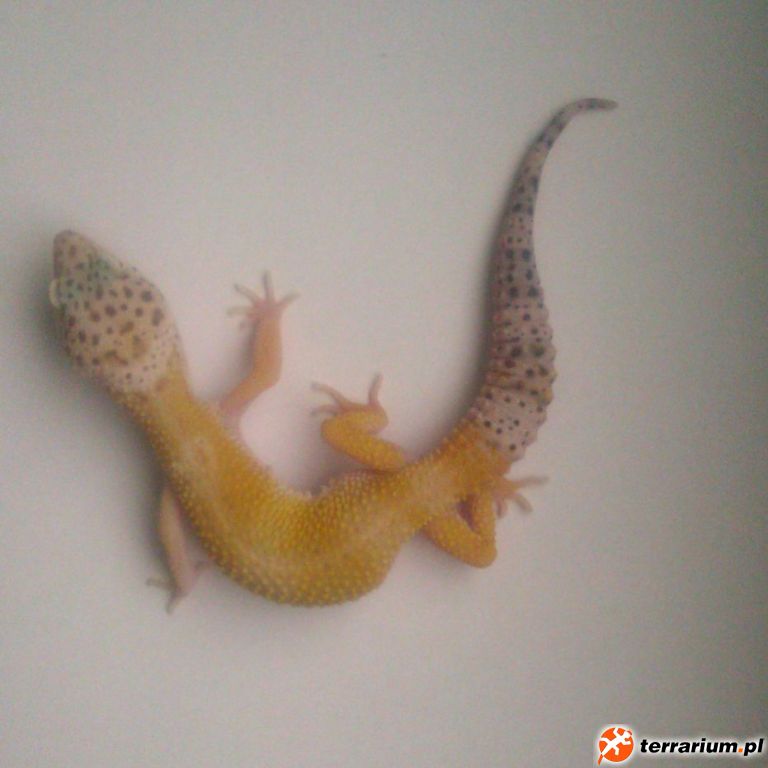 SH ht. Diablo Blanco