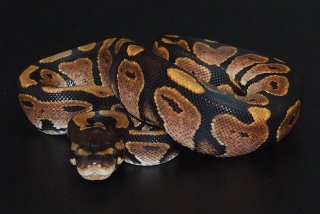 calico het green ghost calico het green ghost