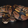 calico het green ghost