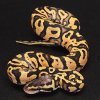 Pastel yellow belly