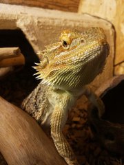 Portert Smoka Portert Smoka