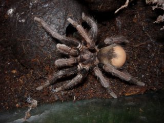 Sphaerobothria2 Sphaerobothria2