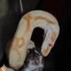 Boa constrictor Albino Sharp (22)