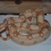 Boa C albino sharp (2)