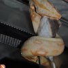Boa constrictor Albino Sharp (12)