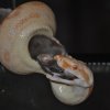 Boa constrictor Albino Sharp (6)