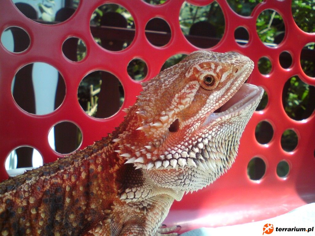 Ripley