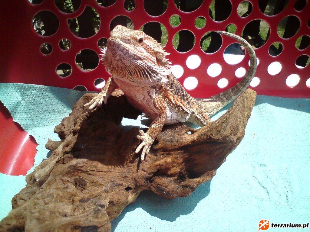 Ripley