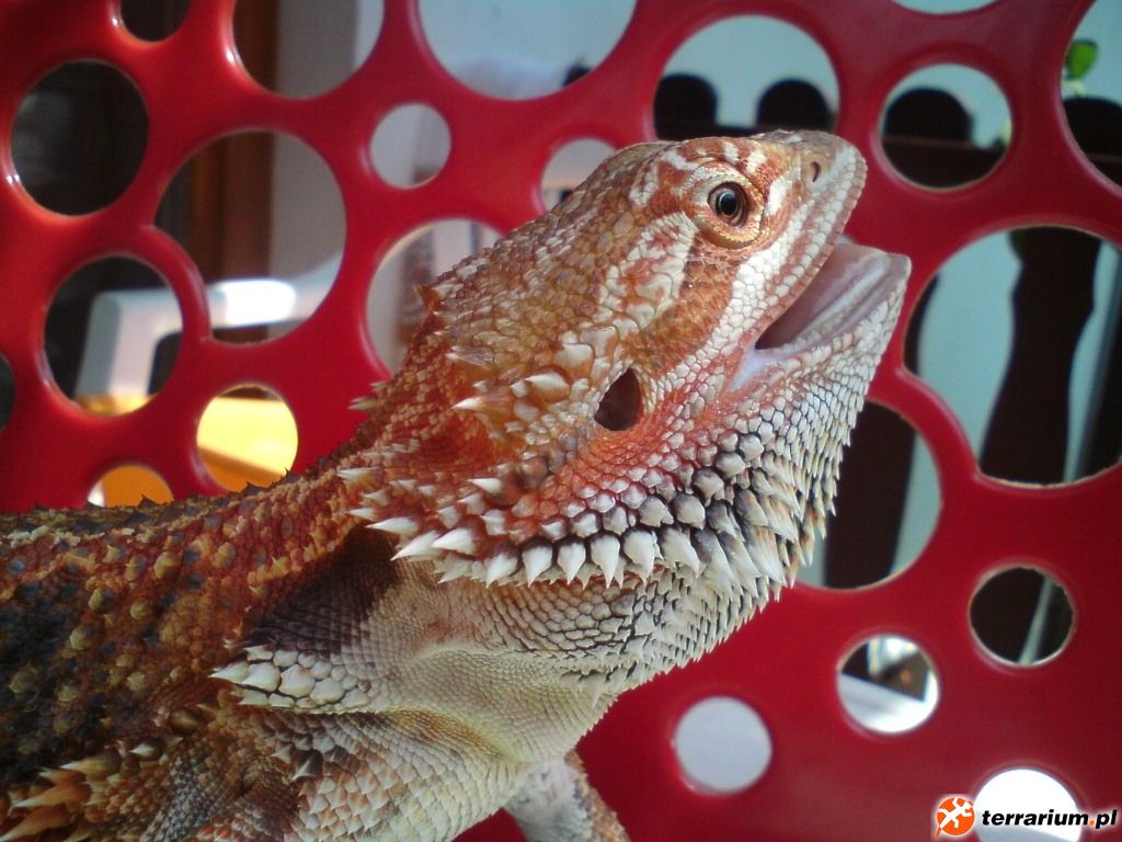 Ripley
