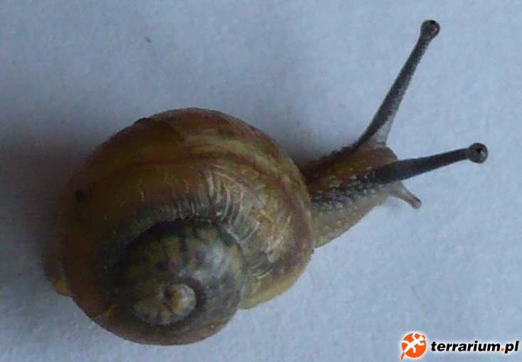 slimak2