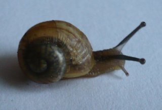 slimak
