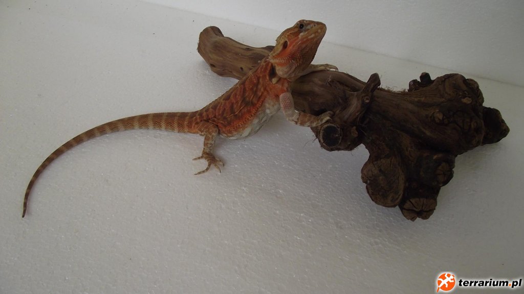 SAMICA "HEKATE" TRANS HET HYPO LEATHERBACK - HOLANDIA RIAL_DRAGONS