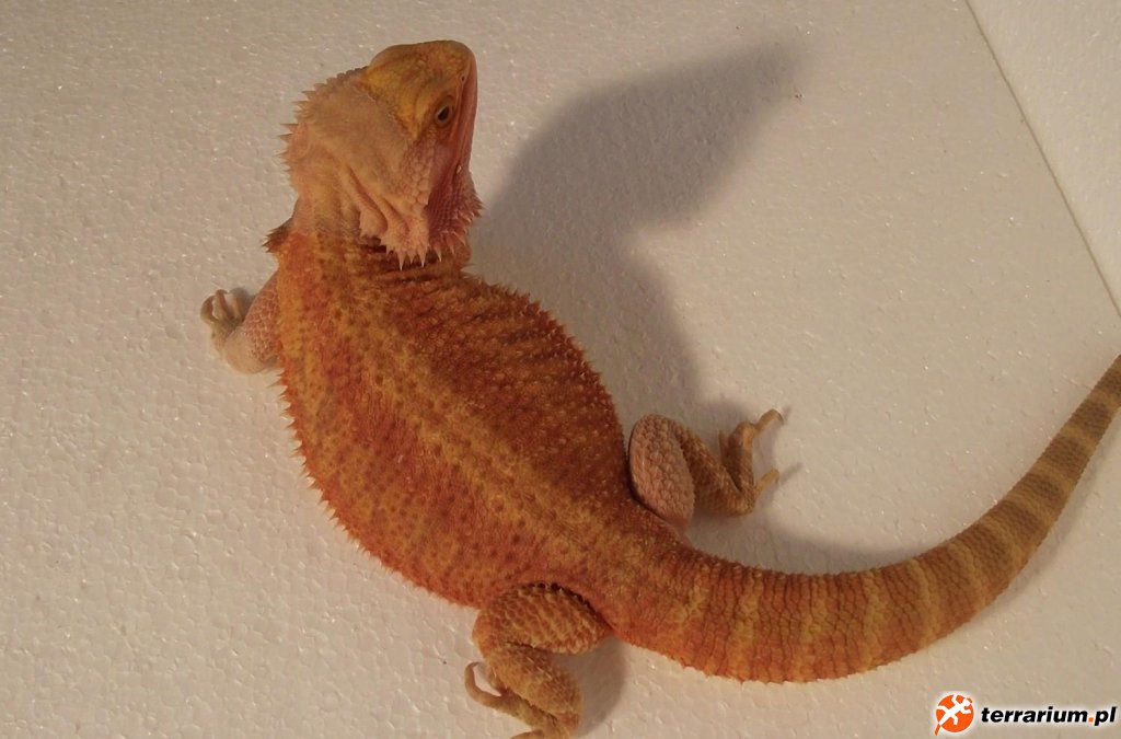 SAMICA "DEMETER" HYPO TRANS - HOLANDIA RIAL_DRAGONS