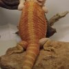 SAMICA "DEMETER" HYPO TRANS - HOLANDIA RIAL_DRAGONS