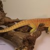 SAMICA "ATENA" HYPO HET TRANS LEATHERBACK - HOLANDIA RIAL_DRAGONS