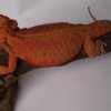 SAMICA "SELENE" HYPO TRANS LEATHERBACK - HOLANDIA RIAL_DRAGONS