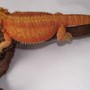 SAMICA "DEMETER" HYPO TRANS - HOLANDIA RIAL_DRAGONS