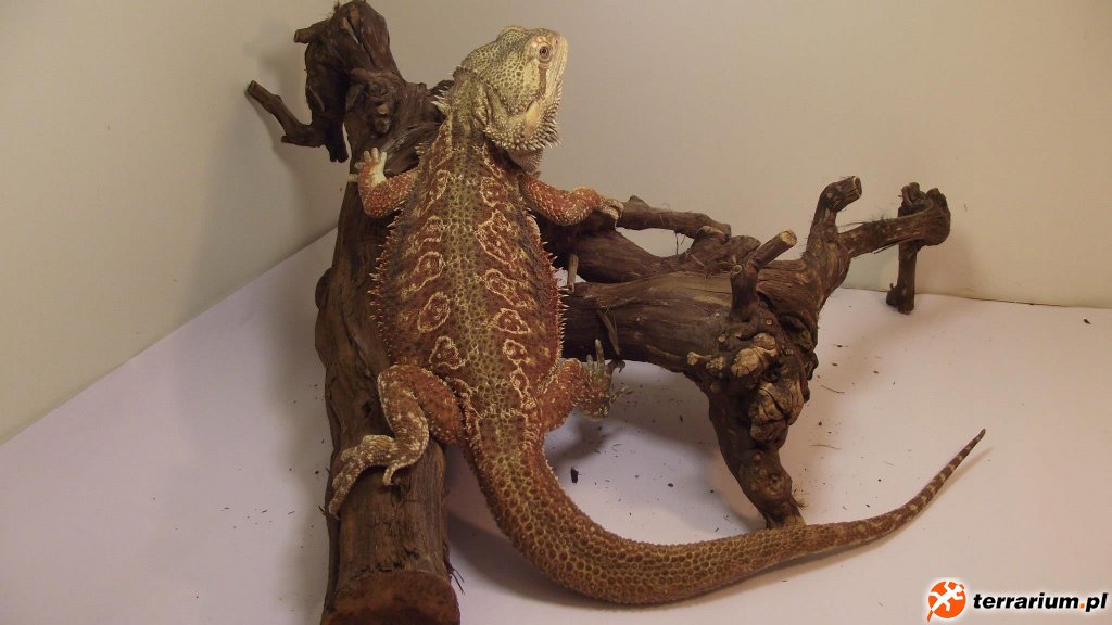 SAMIEC "ARES" HET HYPO DUNNER - USA JEFF KENNEDY-JELAS BADASS BEARDIES