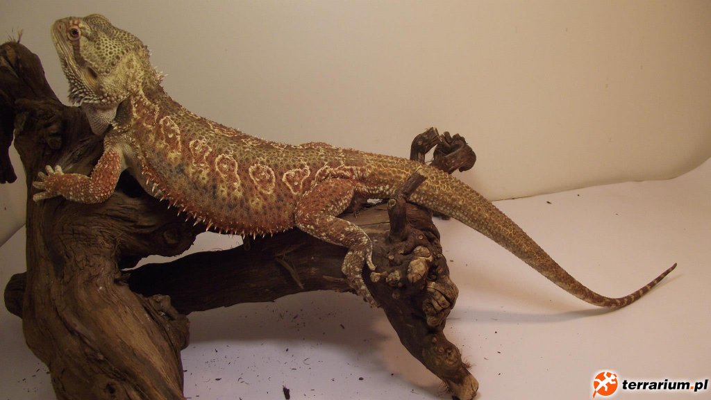 SAMIEC "ARES" HET HYPO DUNNER - USA JEFF KENNEDY-JELAS BADASS BEARDIES