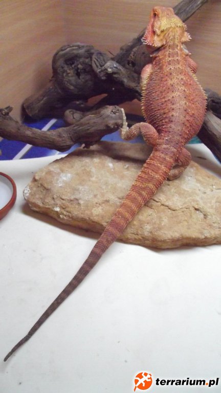 SAMIEC "ZEUS" HYPO HET TRANS - HOLANDIA RIAL_DRAGONS