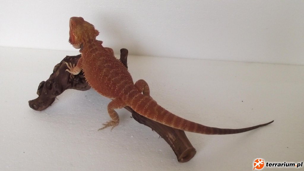 SAMIEC "ZEUS" HYPO HET TRANS - HOLANDIA RIAL_DRAGONS