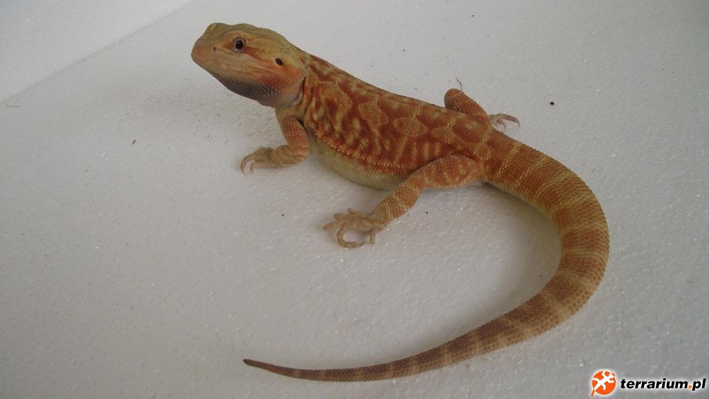 SAMIEC "HELIOS" HYPO TRANS LEATHERBACK - NIEMCY DRAGON-HEART