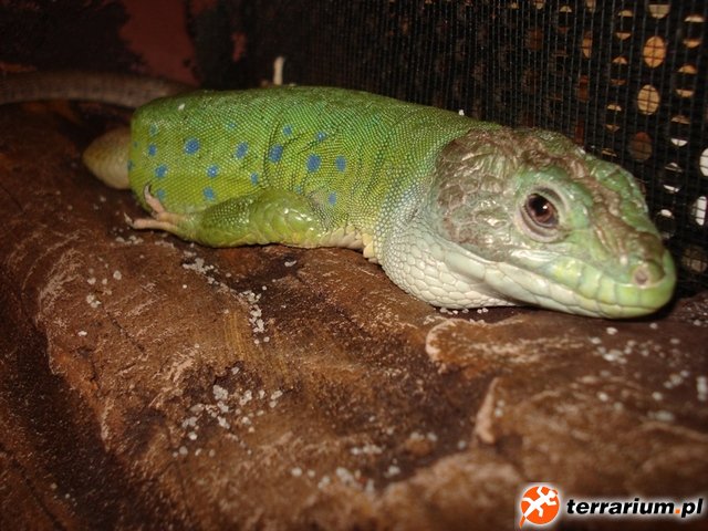 timon2