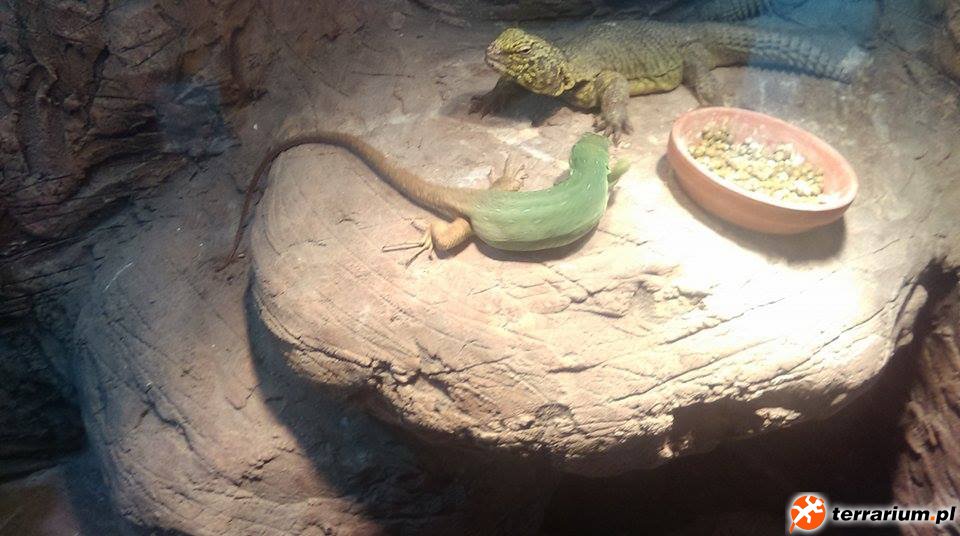 ciężarna samica T.tangitanus