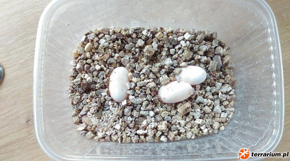 3 szt T.tangitanus
