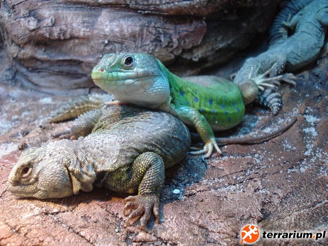 Timon tangitanus