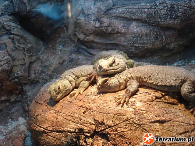 uromastyx3
