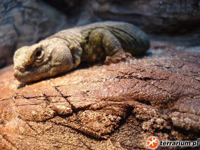 uromastyx2