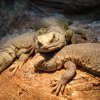 uromastyx acanthinura1