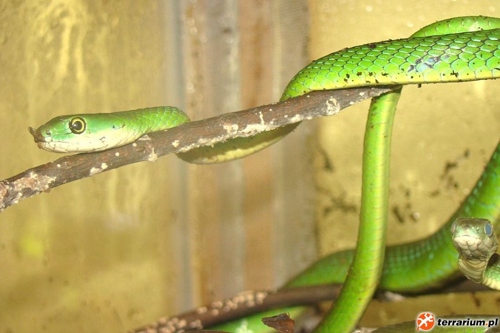 Philothamnus Semivariegatus 2