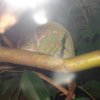 Chamaeleo calyptratus1