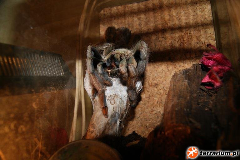 Psalmopoeus cambridgei