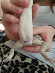 Płeć