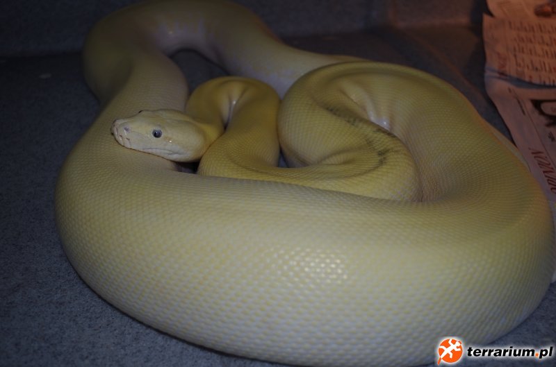Black&Blue Eyed Ivory