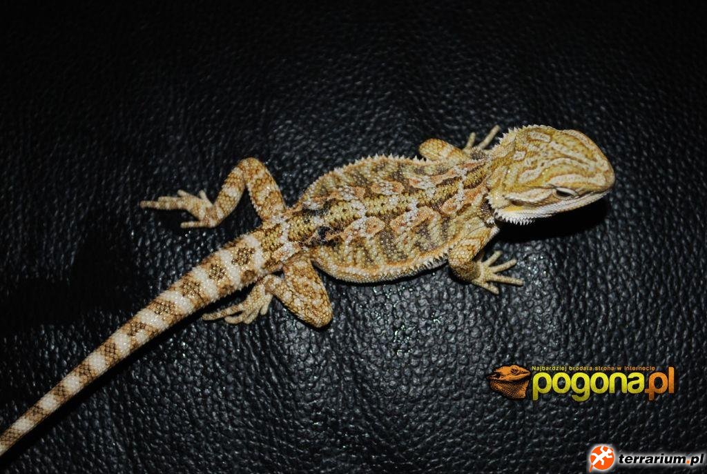 Młode Citrus Yellow Tiger het Hypo Młode Citrus Yellow Tiger het Hypo