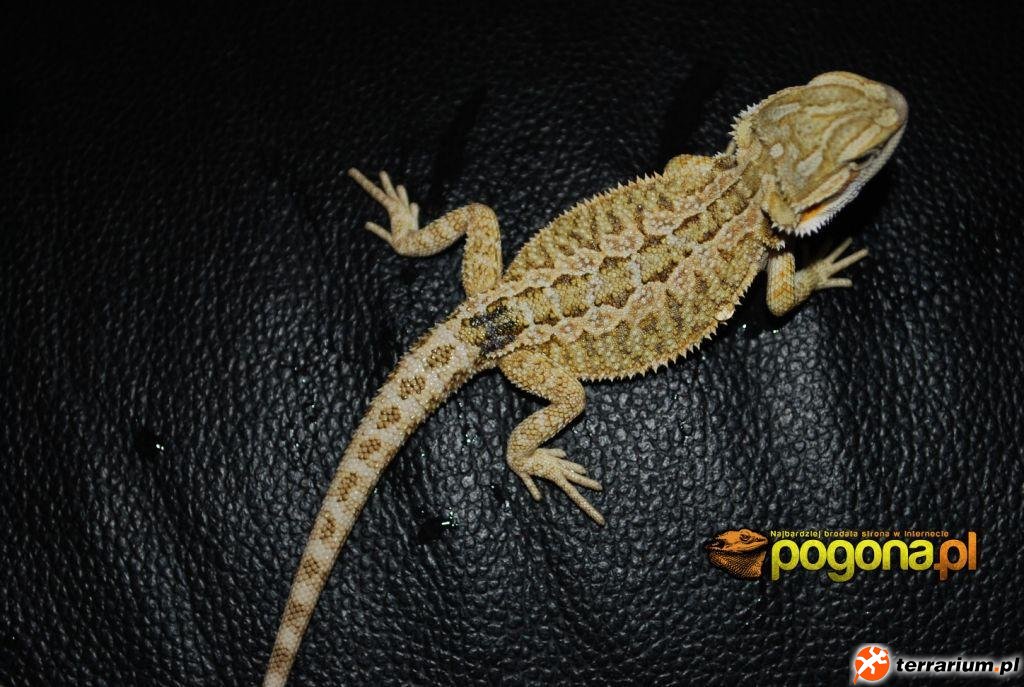 Młode Citrus Yellow Tiger het Hypo Młode Citrus Yellow Tiger het Hypo